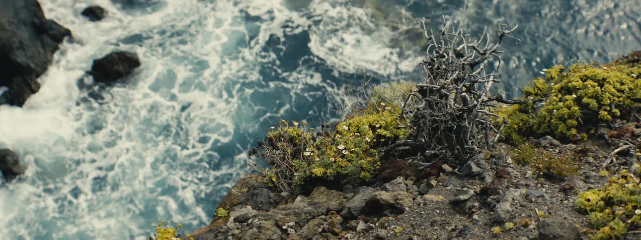 Wildflowers and hardy plants cling to a rugged cliff edge high above the swirling blue ocean