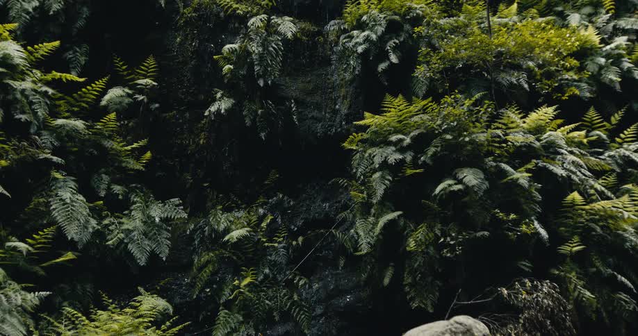 Water gently trickles down a dark rock wall covered in dense, lush green ferns in a moody forest setting