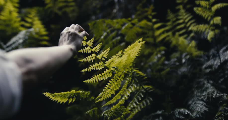 A person's hand gently brushes over a bright green fern leaf in a dark forest in slow motion