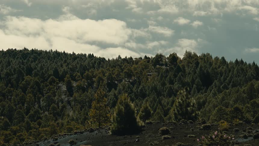An atmospheric wide shot of a dense pine forest covering a volcanic mountain under a cloudy sky