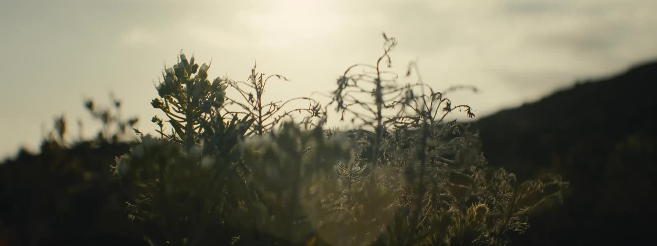 Delicate wildflowers and arid plants are backlit by the bright sun on a mountainside