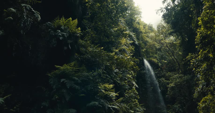 A slow pan reveals a majestic waterfall cascading down a lush, fern-covered cliff deep within a vibrant rainforest