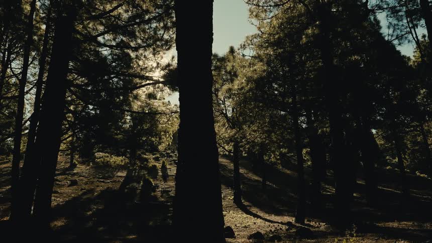 Sunlight streams through a tranquil pine forest, creating dramatic lens flares and long shadows as the camera slowly pulls back