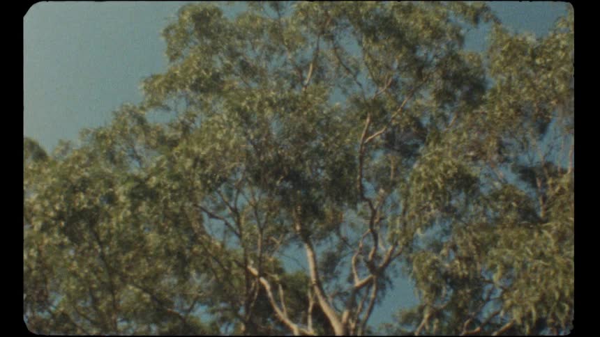 A slow pan across the leafy canopy of a large eucalyptus tree against a blue sky, captured on vintage Super 8 film