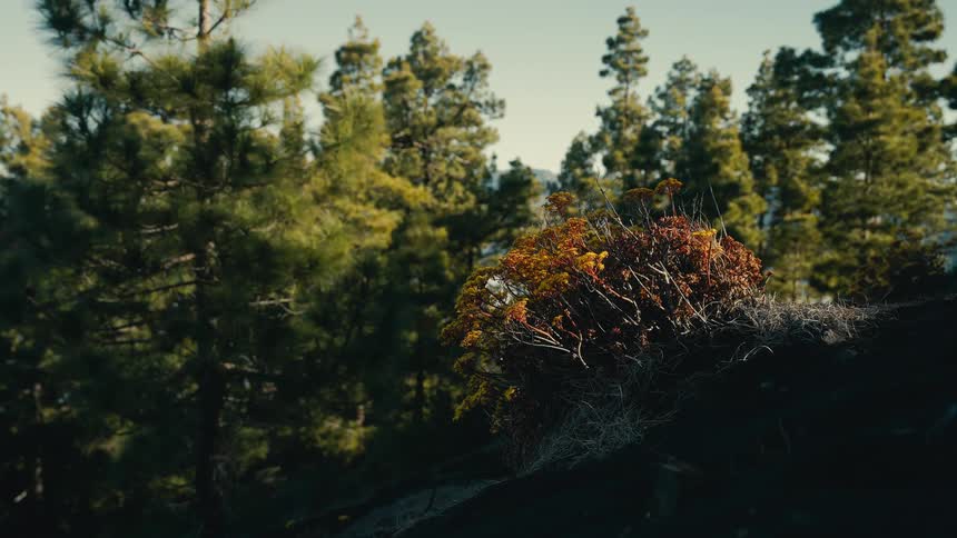A colorful bush with yellow and red foliage grows on a dark, rocky slope in front of a sunlit pine forest