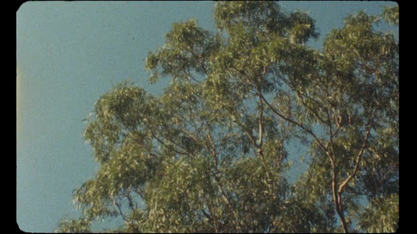 An authentic vintage 8mm film shot captures the top of a eucalyptus tree against the sky, complete with film grain and light leaks