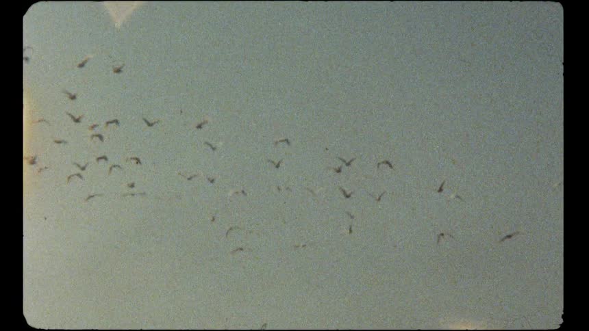 Archival home movie captures a massive flock of birds flying across a hazy sky