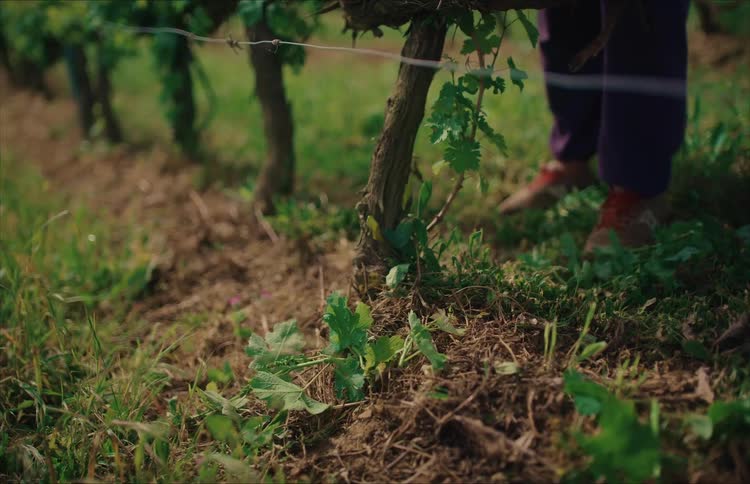 A low-angle close-up shows a farmer trimming excess leaves from the base of a grapevine in a vineyard