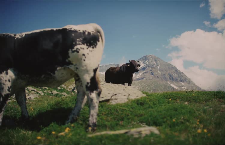 A low-angle shot captures two cows on a lush green mountain pasture against a backdrop of a stunning peak and a clear blue sky