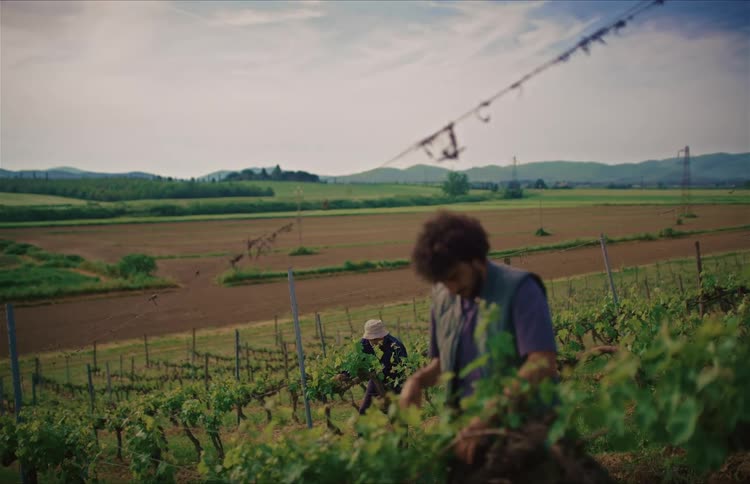 Two farmers work diligently in a lush green vineyard on a sunny day with rolling hills in the background