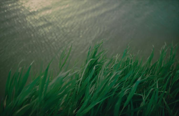 A serene view of green grass waving in the wind by a sunlit body of water