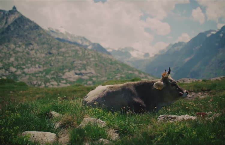 A serene cow rests in a lush alpine meadow, chewing its cud against a backdrop of majestic snow-capped mountains