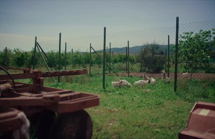 Turkeys and chickens roam freely in a fenced-in grassy area on a farm, with rustic farm machinery in the foreground