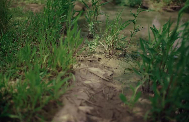 Lush green plants grow on the muddy bank of a serene, gently flowing forest stream