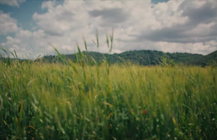 Green grass sways gently in the wind in a serene countryside meadow with distant hills under a cloudy sky