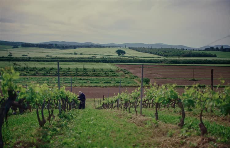 An elderly farmer tends to grapevines in a lush, green vineyard with rolling hills in the background