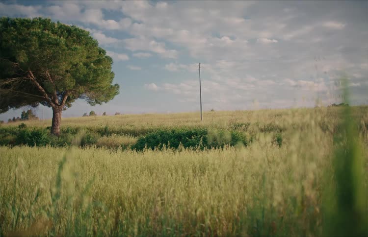 Gentle breeze sways the tall grass in a peaceful meadow with a lone tree and a cloudy blue sky