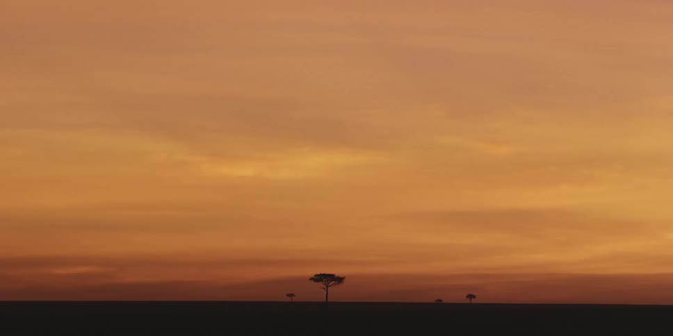 An african savannah with a few trees shown against an orange dusk or dawn sky