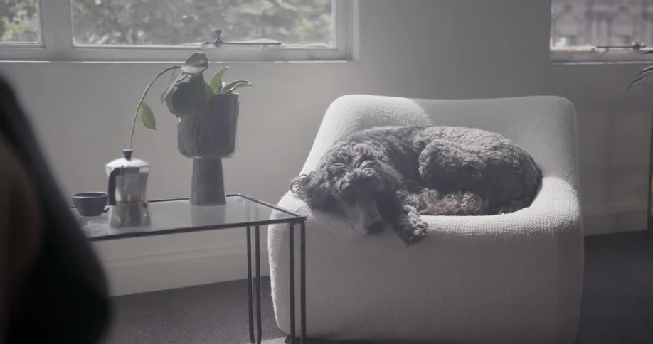 A dog is sleeping on the chair