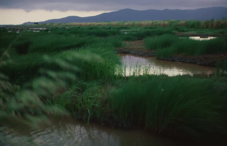 Tall green grasses sway in the wind in a moody, overcast marshland with mountains in the background