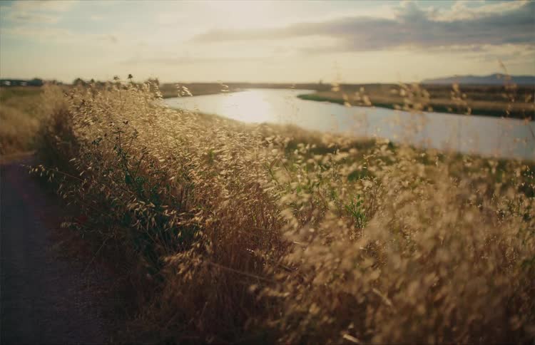 Tall golden grass sways gently in the breeze next to a peaceful river during a beautiful sunset