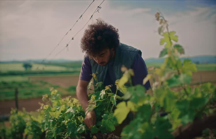 A focused young man with curly hair tends to grapevines in a sunny vineyard, carefully inspecting the leaves