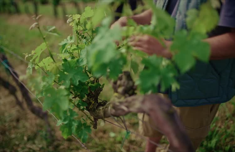 A farmer carefully tends to the young green shoots of a grapevine in a lush vineyard