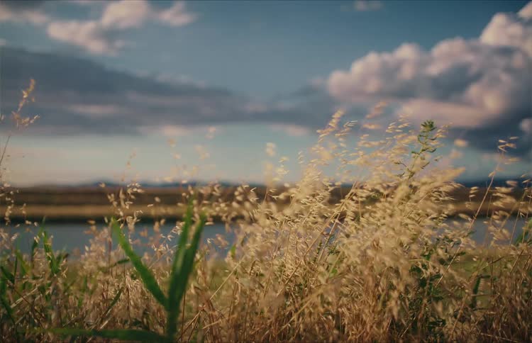 Golden wild grass gently sways in the wind with a tranquil river and cloudy sky blurred in the peaceful background