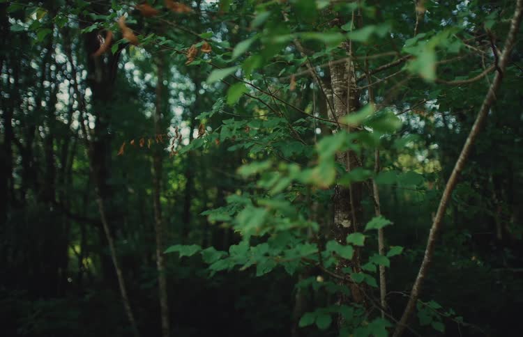 A tranquil close-up of a young tree's leaves in a dark and moody forest