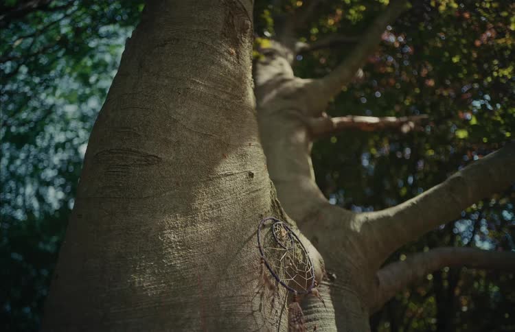 A dreamcatcher hangs on a sunlit tree trunk in a tranquil forest setting