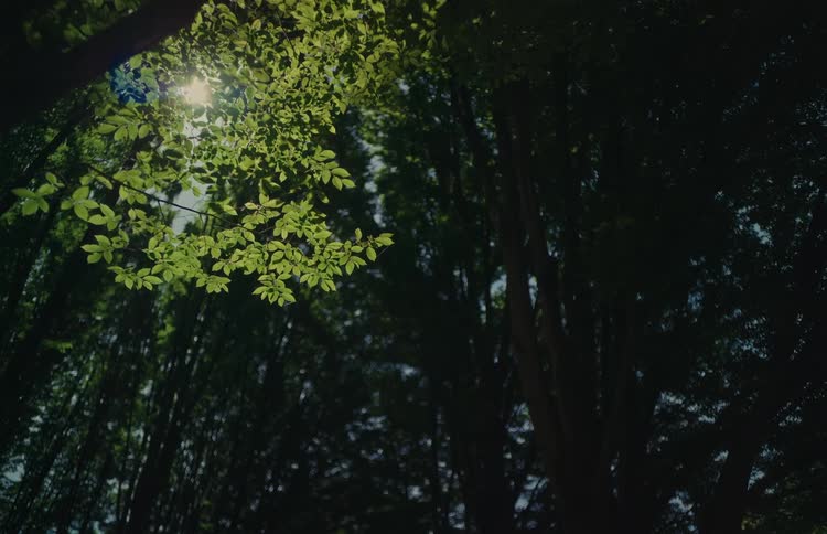 A still, low-angle shot looks up at the dark forest canopy where sunlight peeks through the leaves, creating a lens flare
