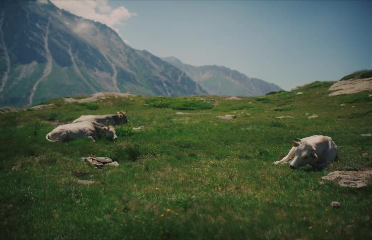 A trio of serene cows rests in a lush green mountain meadow on a sunny day with a majestic mountain range in the background