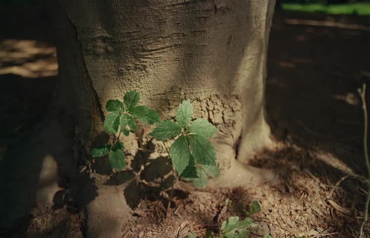 A close-up shot shows a small green plant growing at the base of a large tree trunk in a sun-dappled forest