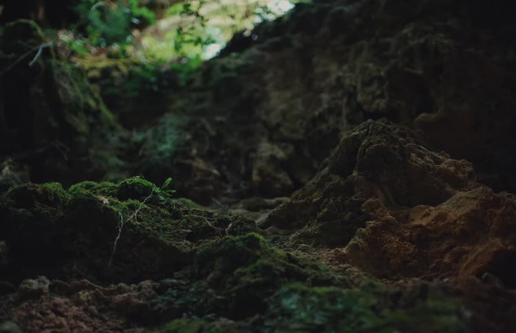 A low-angle close-up of a tiny sprout emerging from the mossy ground in a dark forest