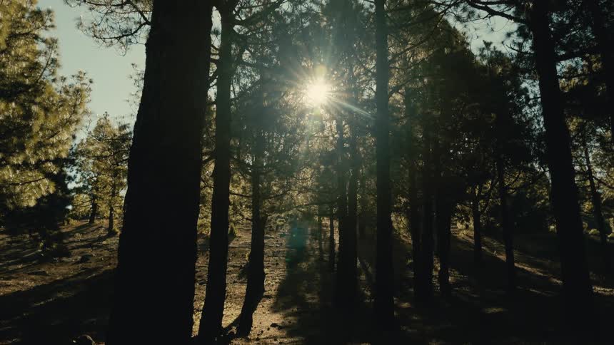 Sunbeams burst through the silhouettes of tall pine trees in a tranquil forest as the camera tilts down