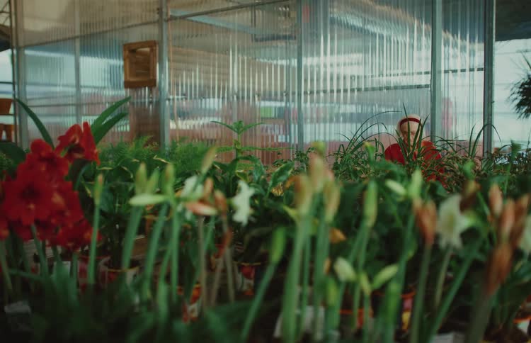 An elderly woman in a red headscarf walks through a large greenhouse filled with rows of potted plants and flowers