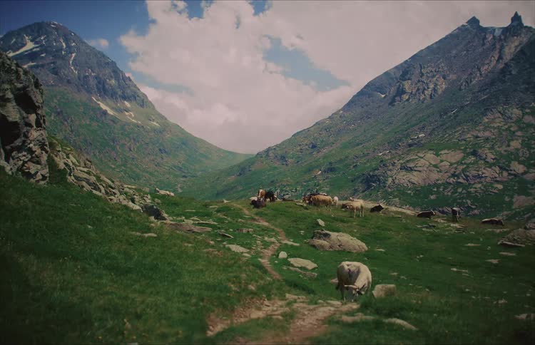 A scenic wide shot of a herd of cows grazing peacefully in a lush green mountain valley