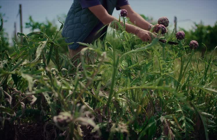 A farmer carefully cuts and harvests ripe purple artichokes with a knife from a lush green field on a sunny day