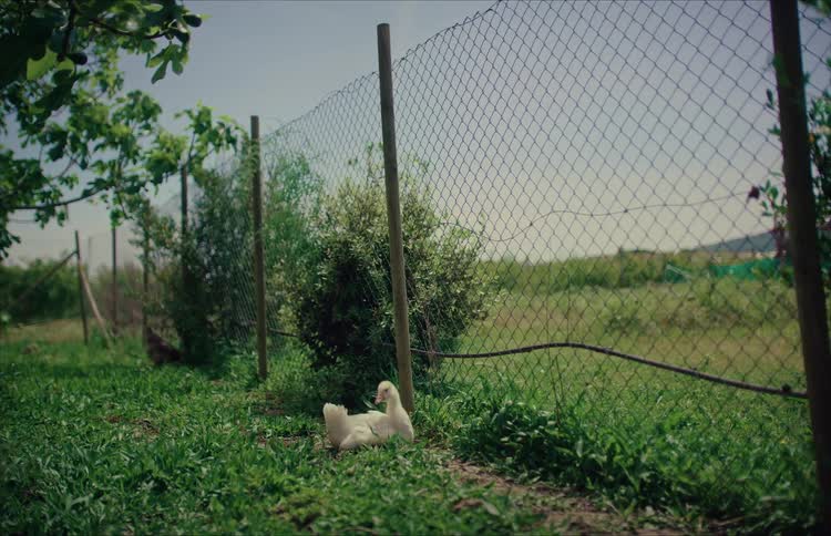 Two cute white goslings relax in the shade on a grassy farm before one waddles away