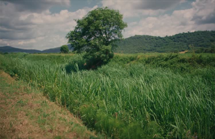 A peaceful field of tall green grass sways gently in the breeze on a cloudy day, with a lone tree and rolling hills in the background