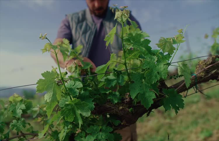 A dedicated vintner carefully tends to a young grapevine, meticulously pruning excess leaves to ensure healthy growth in the vineyard