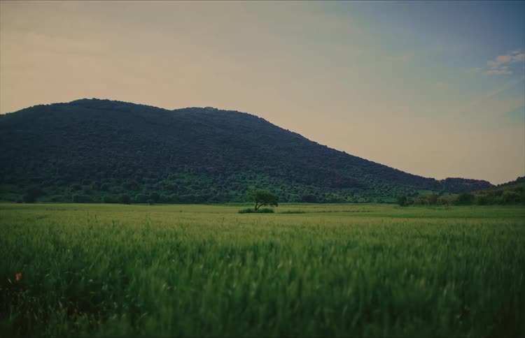 A serene, wide shot of a lush green field with a single tree standing alone in front of a dark, forested mountain