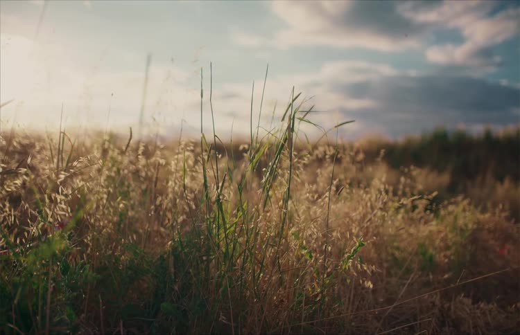 A sun-drenched field of wild grass gently sways in the breeze during a warm golden hour