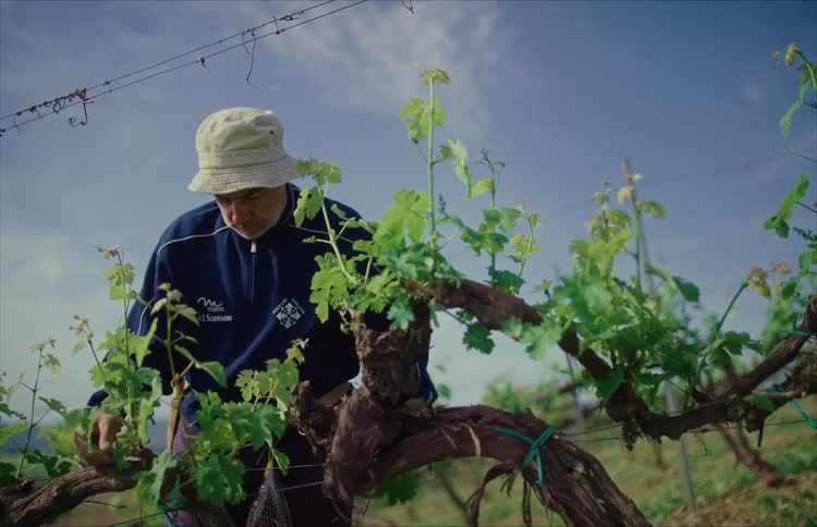 A dedicated vintner carefully inspects and prunes the lush green leaves of a mature grapevine in his sunlit vineyard
