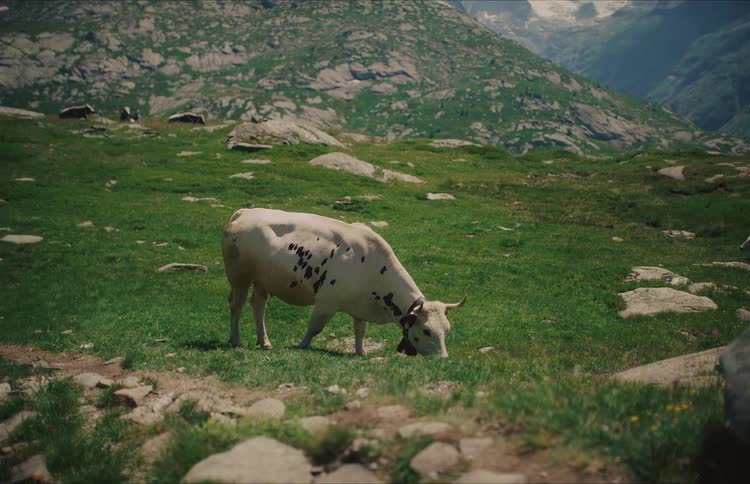 A single white and black spotted cow grazes peacefully in a lush green alpine meadow with majestic mountains in the background