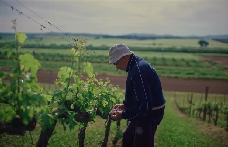 An experienced winemaker carefully tends to his grapevines, tying the new growth to a wire trellis in a beautiful, expansive vineyard