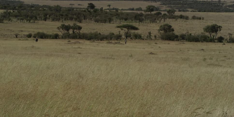 A grassy savannah is seen