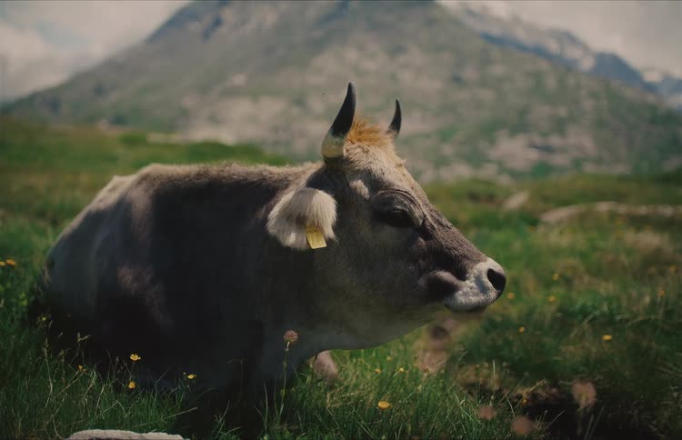 A calm, horned cow peacefully chews its cud while resting in a lush green mountain meadow