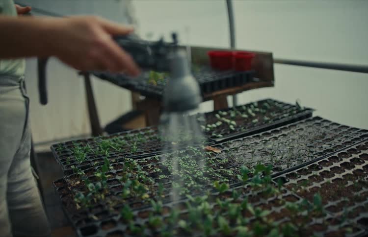 Slow motion shot of a farmer watering rows of seedlings in a greenhouse, with the focus pulling to the sprouts