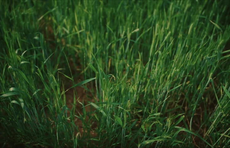A still, top-down view of lush, green grass blades growing in a field